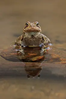 John Cancalosi: American toads (Anaxyrus americanus), male, Maryland