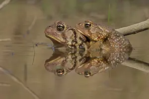 250430: American toads, Anaxyrus americanus, formerly Bufo ameri