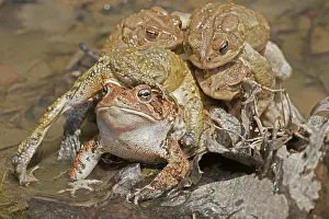 250430: American toads, Anaxyrus americanus, formerly Bufo ameri