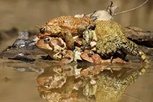250430: American toads, Anaxyrus americanus, formerly Bufo ameri
