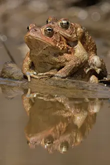 Bufo: American toads, Anaxyrus americanus, formerly Bufo ameri