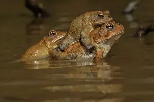 Bufo: American toads, Anaxyrus americanus, formerly Bufo ameri