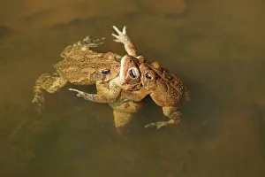 Bufo: American toads, Anaxyrus americanus, formerly Bufo ameri