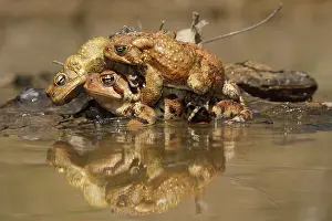 Bufo: American toads, Anaxyrus americanus, formerly Bufo ameri