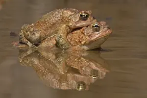 Bufo: American toads, Anaxyrus americanus, formerly Bufo ameri