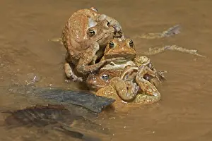 Bufo: American toads, Anaxyrus americanus, formerly Bufo ameri