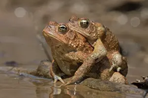 Bufo: American toads, Anaxyrus americanus, formerly Bufo ameri