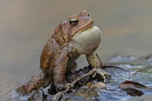 John Cancalosi: American toads (Anaxyrus americanus), male calling