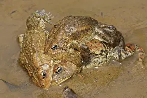 Toad: American toads (Anaxyrus americanus), toad knot