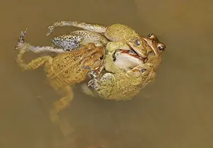 Toad: American toads (Anaxyrus americanus), toad knot