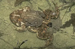Spawning: American Toads Spawning