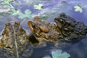 Ohio: American Toads in vernal pond