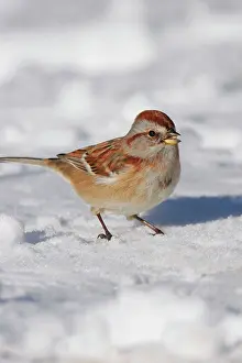 Spizella: American Tree Sparrow