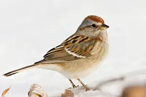 Spizella: American Tree Sparrow