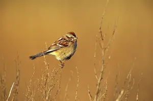 Spizella: American Tree Sparrow