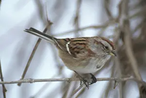 Spizella: American Tree Sparrow