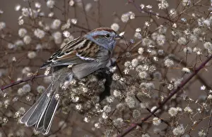 Spizella: American Tree Sparrow