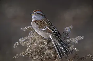 Spizella: American Tree Sparrow