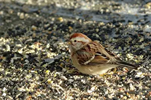 Spizella: American Tree Sparrow