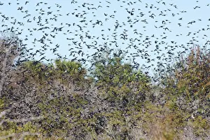 Spizella: American Tree Sparrow - flock in flight in winter