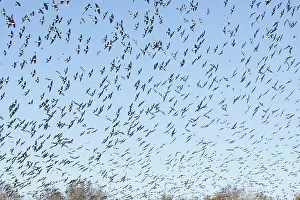 Spizella: American Tree Sparrow - flock in flight in winter