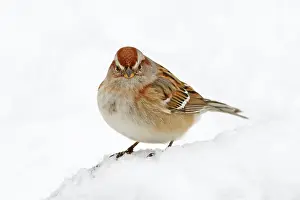 Spizella: American Tree Sparrow - in snow