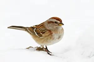 Spizella: American Tree Sparrow - in snow