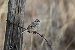 Spizella: American Tree Sparrow (Spizella arborea)