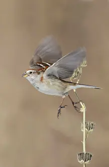 Spizella: American Tree Sparrow - taking flight - in winter