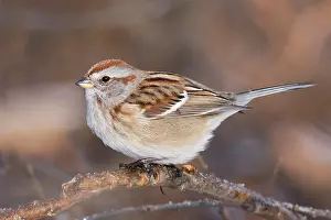 Spizella: American Tree Sparrow - winter CT