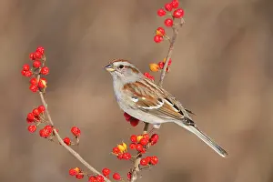Spizella: American Tree Sparrow - in winter - February