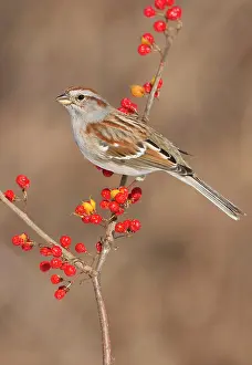 Spizella: American Tree Sparrow - in winter - February