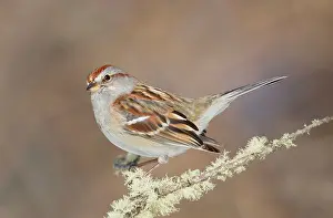 Spizella: American Tree Sparrow - in winter - February