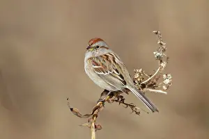 Spizella: American Tree Sparrow - in winter - February