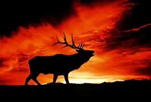 Arty: American Wapiti / Elk - Bugling at sunset