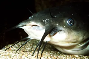 Lips: American / Wels CATFISH