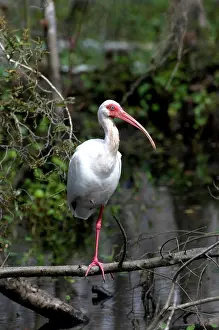 Ibises: American White Ibis