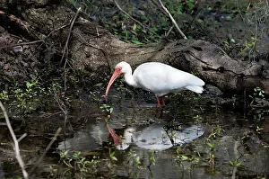 Ibises: American White Ibis