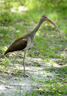 Eudocimus: American White Ibis