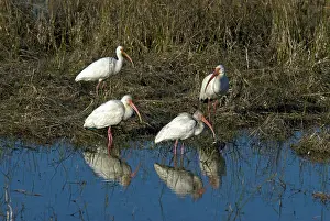 Ibises: American White Ibis