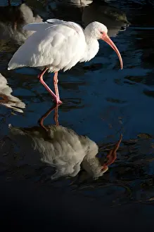 Albus: American White Ibis