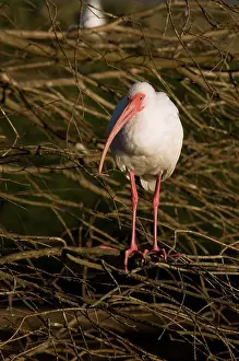 Albus: American White Ibis
