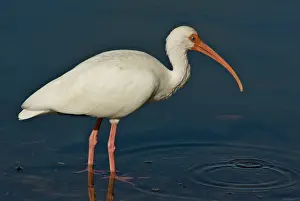 Albus: American White Ibis