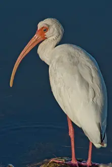 Ibis: American White Ibis