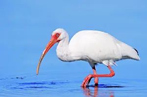 Selective: American white ibis (Eudocimus albus), Sanibel Island