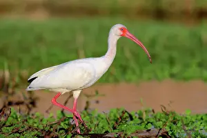 Albus: American White Ibis (Eudocimus albus), Florida