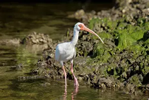 Eudocimus: American White Ibis feeding in shallow lagoon Florida, USA