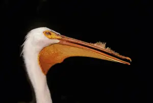 Erythrorhynchos: American White Pelican