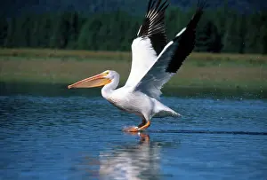 Erythrorhynchos: American White Pelican