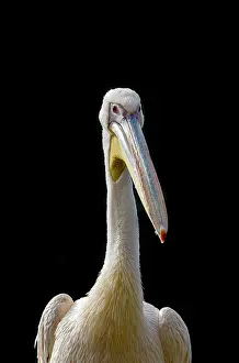 Wildpark: American White Pelican